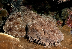 Raja Ampat 2016 - Eucrossorhinus Daypogon - Tasselled Wobbegon - Requin Tapis barbus - IMG_5320_rc